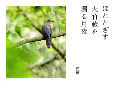 ほととぎす 大竹藪を 漏る月夜 芭蕉