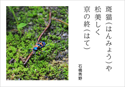 斑猫（はんみょう）や 松美しく 京の終（はて） 石橋秀野