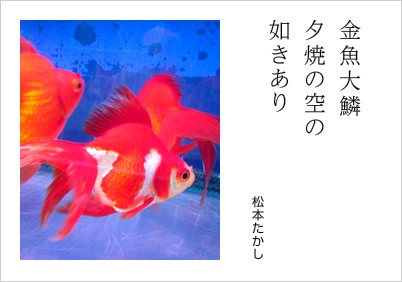 金魚大鱗 夕焼の空の 如きあり 松本たかし
