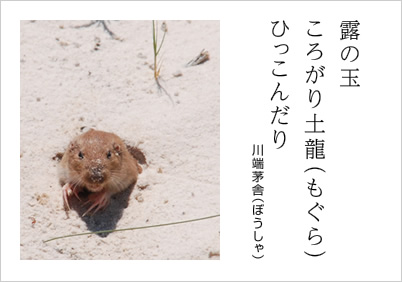 露の玉 ころがり土龍（もぐら） ひっこんだり 川端茅舎（ぼうしゃ）