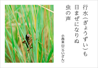 行水(ぎょうずい)も 日まぜになりぬ 虫の声 小西来山（らいざん）