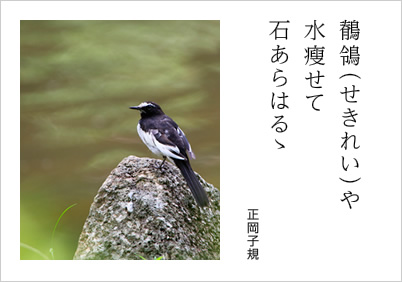 鶺鴒（せきれい）や 水瘦せて 石あらはるゝ 正岡子規