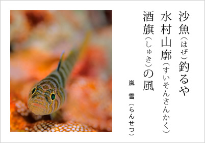 沙魚（はぜ）釣るや 水村山廓（すいそんさんかく） 酒旗（しゅき）の風 嵐雪（らんせつ）