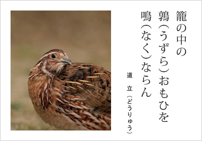 籠の中の 鶉（うずら）おもひを 鳴（なく）ならん 道立（どうりゅう）