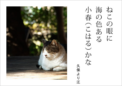 ねこの眼に 海の色ある 小春（こはる）かな 久保より江
