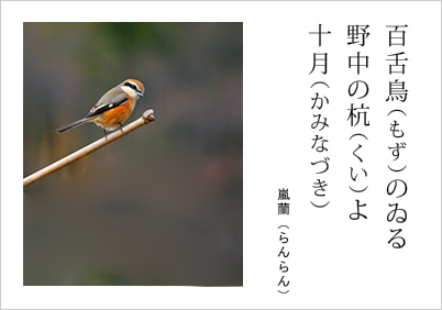 百舌鳥（もず）のゐる 野中の杭（くい）よ 十月（かみなづき） 嵐蘭（らんらん）
