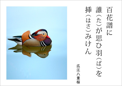 百花譜に 誰（た）が思ひ羽（ば）を 挿（はさ）みけん 広江八重桜