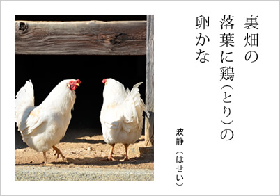 裏畑の 落葉に鶏（とり）の 卵かな 波静（はせい）