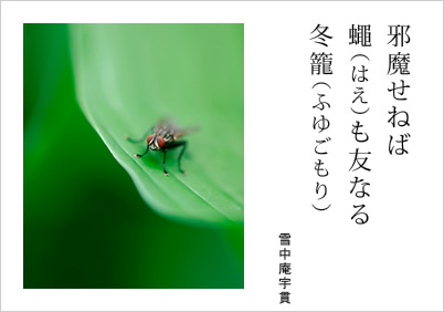 邪魔せねば 蠅（はえ）も友なる 冬籠（ふゆごもり） 雪中庵宇貫