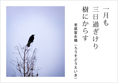 一月も 三日過ぎけり 樹にからす 老鼠堂永機（ろうそどうえいき）