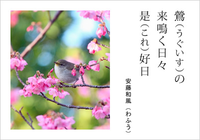 鶯（うぐいす）の 来鳴く日々 是（これ）好日 安藤和風（わふう）