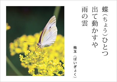 蝶（ちょう）ひとつ 出て動かすや 雨の雲 梅玉（ばいぎょく）