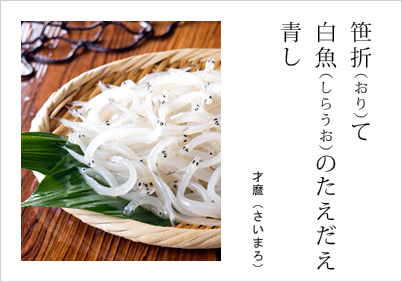 笹折（おり）て 白魚（しらうお）のたえだえ 青し 才麿（さいまろ）