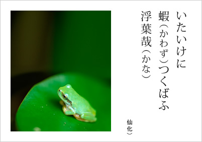 いたいけに 蝦つくばふ 浮葉哉 仙化