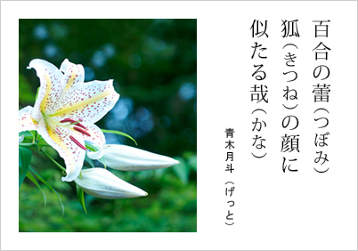 百合の蕾 狐の顔に 似たる哉 青木月斗