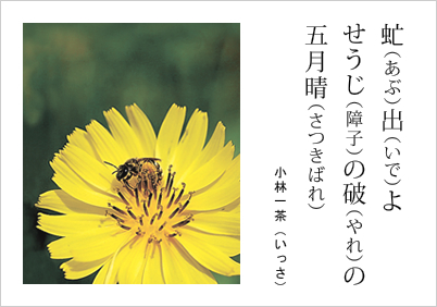 虻出よ せうじの破の 五月晴 小林一茶