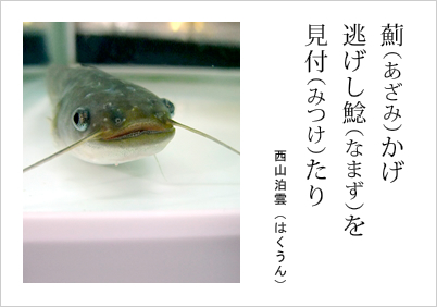 薊かげ 逃げし鯰を 見付たり 西山泊雲