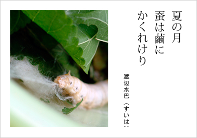 夏の月 蚕は繭に かくれけり 渡辺水巴（すいは）