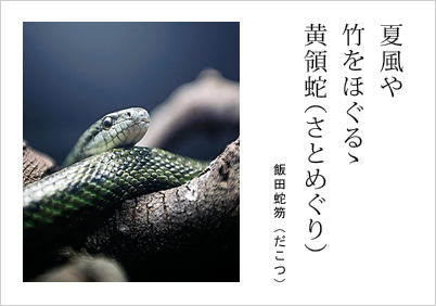 夏風や 竹をほぐるゝ 黄領蛇（さとめぐり） 飯田蛇笏（だこつ）