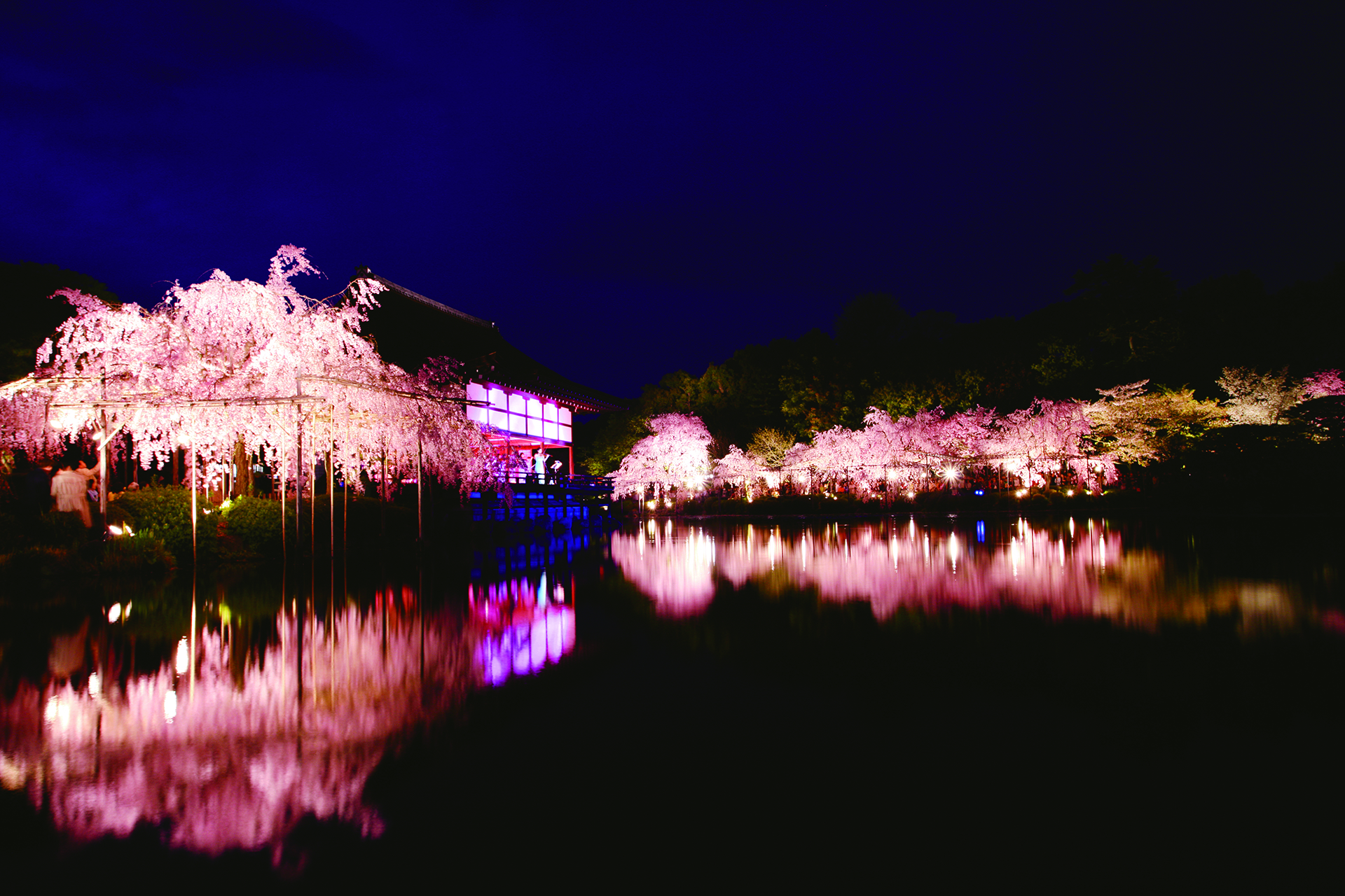 平安神宮 桜音夜2026