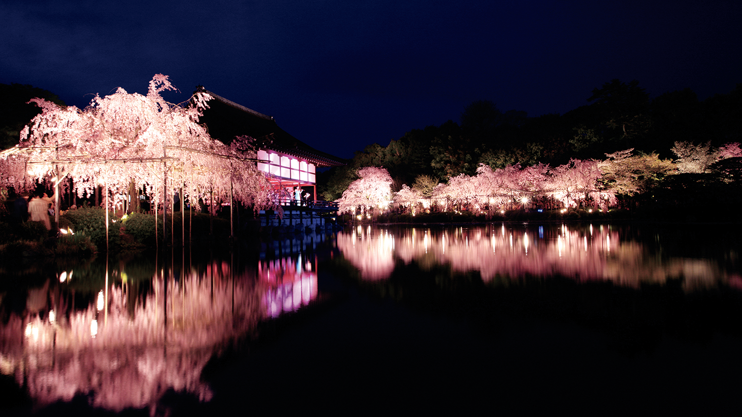 平安神宮 桜音夜2026